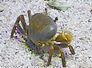 krab