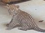 leopard