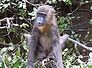 mandril