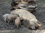 mangalica