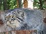 manul