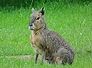 mara