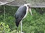 marabu