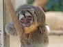 mirikina