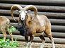 muflon