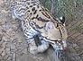 ocelot