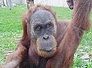 orangutan