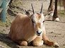 oryx