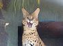 serval