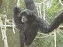 siamang