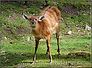 sitatunga