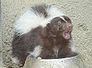 skunk