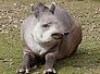 tapir