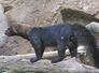 tayra