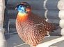 tragopan