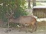 wapiti
