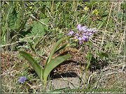 vstavac