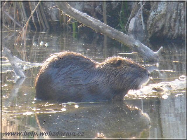 nutria
