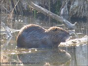 nutria