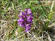 vstavac