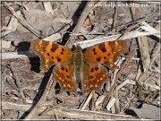 motyl