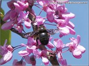vcela