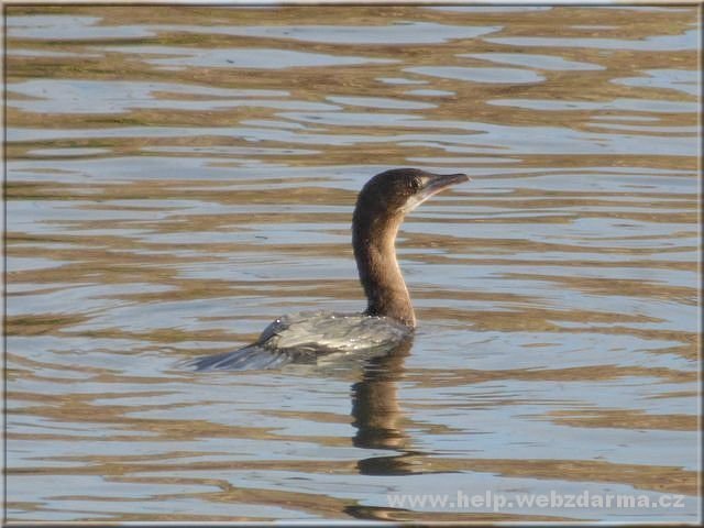 kormoran