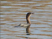 kormoran