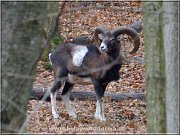 muflon