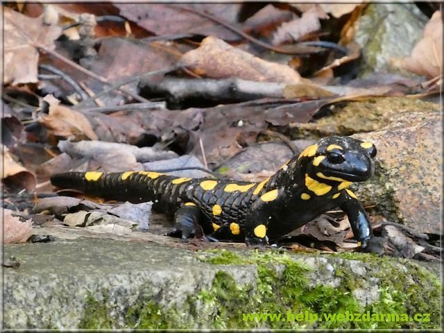 salamander