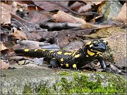 salamander
