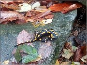 salamandra1
