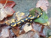 salamandra2
