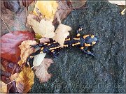 salamandra3