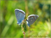 motyle