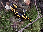 salamandra