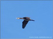 kormoran