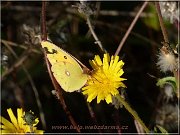 motyl