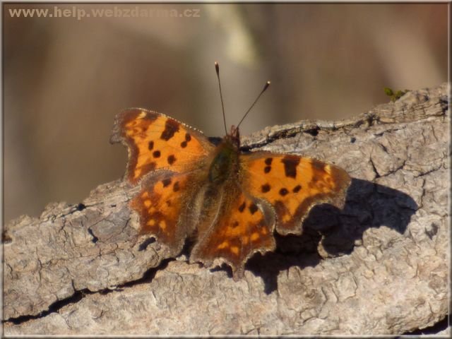motyl