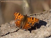 motyl