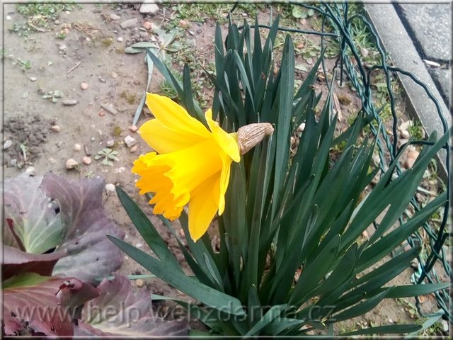 narcis