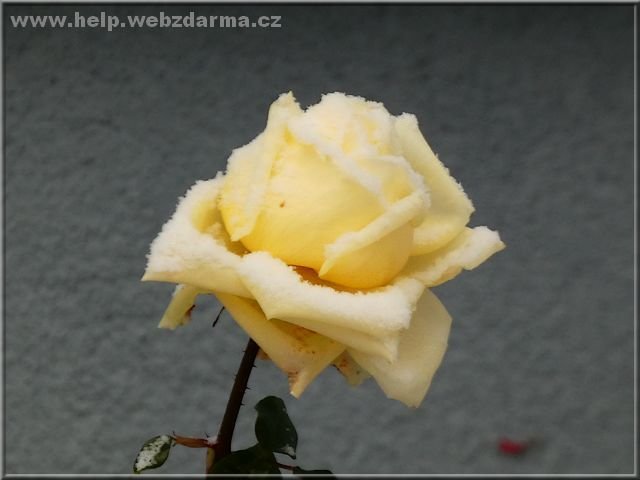 ruza z