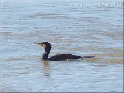 kormoran