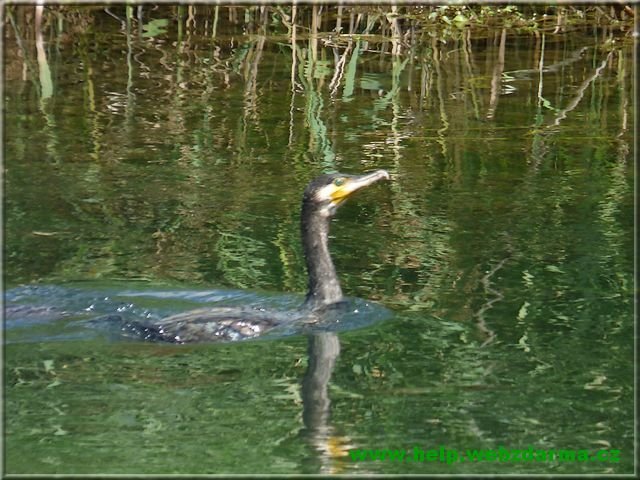 kormoran