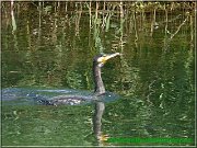 kormoran