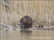 nutria