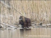 nutria1
