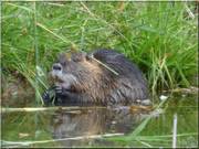 nutria