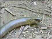 slepuch