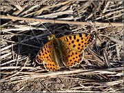 motyl